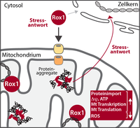 Stress in den Zellkraftwerken