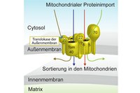 Wie die Eingangstore der Zellkraftwerke aufgebaut sind