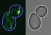 Evolution of Cellular Power Stations