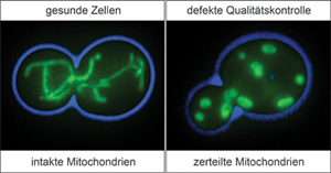 Qualitätskontrolle in den Kraftwerken der Zelle