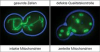 Qualitätskontrolle in den Kraftwerken der Zelle