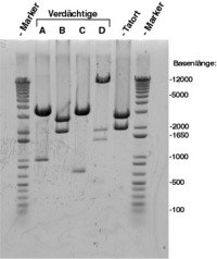 dna-fingerprint.jpg