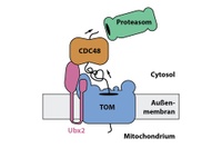  Dissolving protein traffic jam at the entrance of mitochondria 