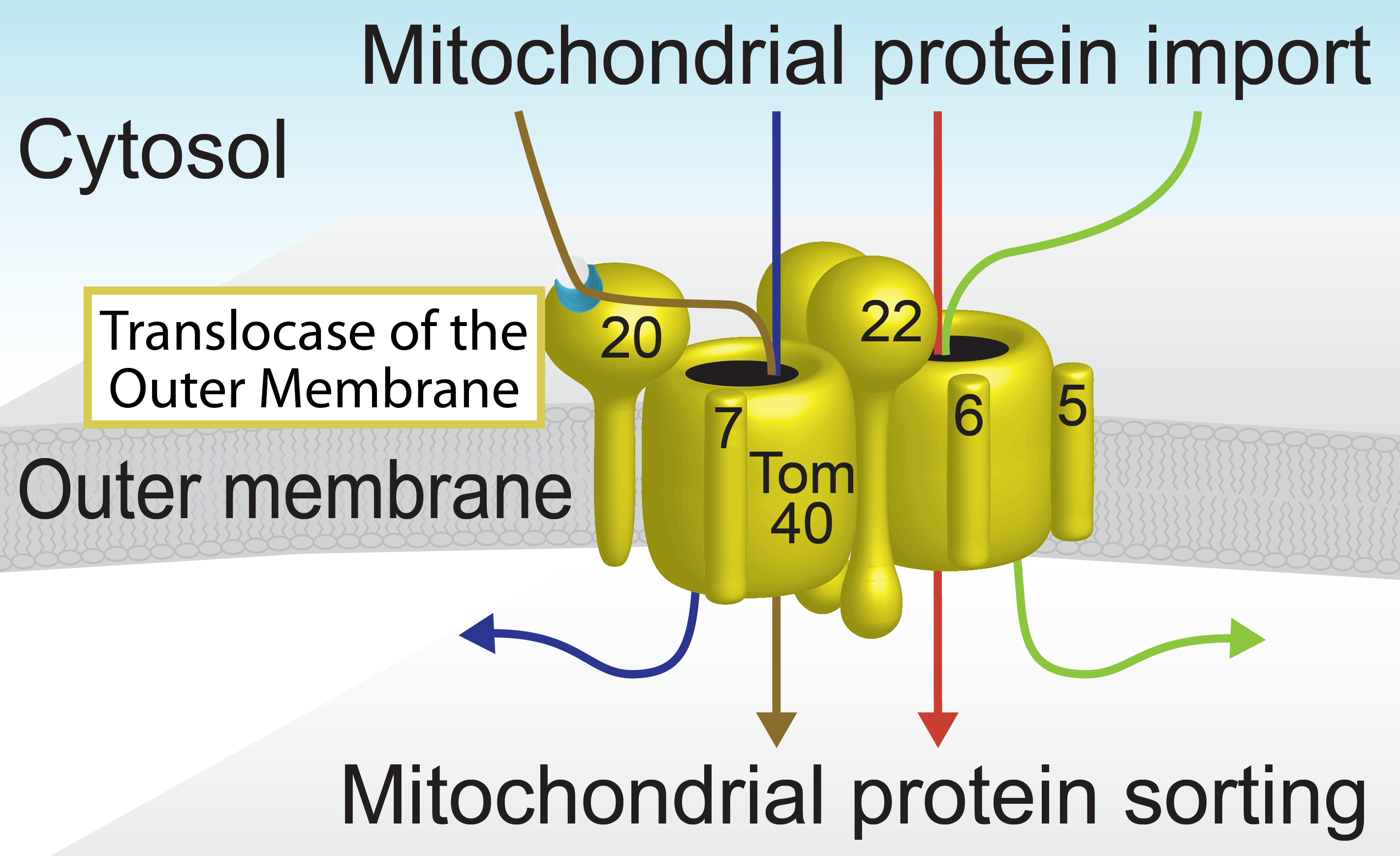 TOM, the entry gate of mitochondria