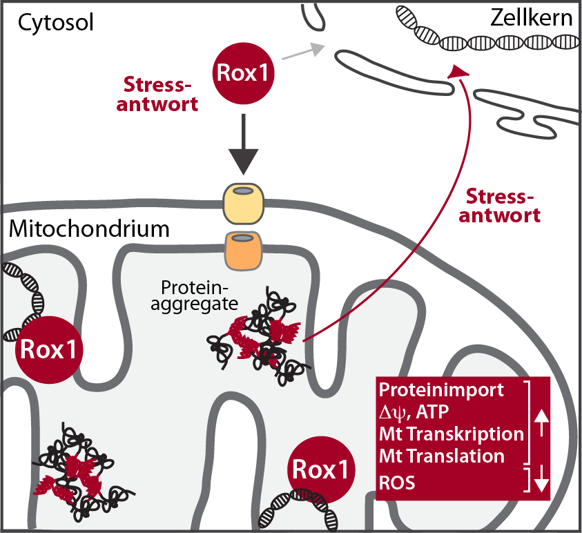 Stress in the Powerhouse of the Cell 