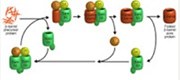 Basis for the essential cellular powerhouses