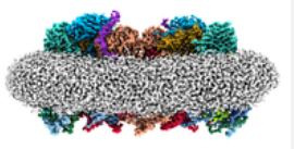  Protein machinery of respiration becomes visible 