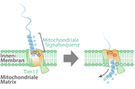  Freiburg research team casts light on signal-dependent formation of mitochondria 