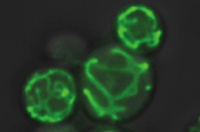 Mitochondria_MLicheva_m.jpg