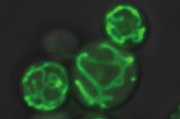 Mitochondria_MLicheva_m.jpg